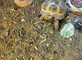 Horsefield tortoise for sale 18 month old