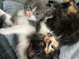 russian blue x kittens