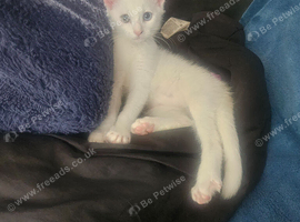 Pure white male turkish a gora ready to be rehomed