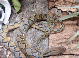 Sunfire Superdwarf Reticulated Python at Birmingham Reptiles