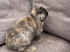 Beautiful male mini lop bunny