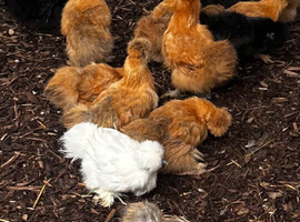 SILKIE HENS - POINT OF LAY