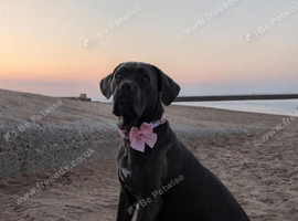 Cane Corso