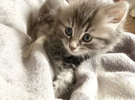 Female longhaired Ragdoll cross