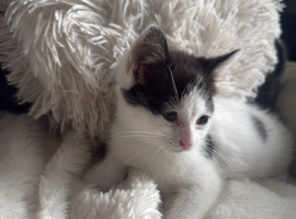Kittens looking for loving home ready now