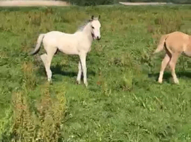 NF foals