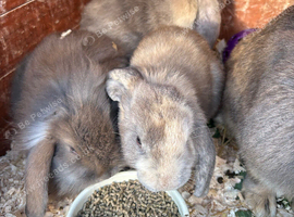 Mini lion lop