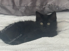 Ragdoll kitten