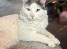 Longhaired part mancoon male cat