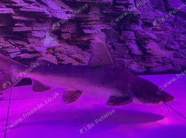 Stormi Catfish