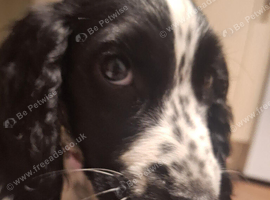 Cocker Spaniel Female puppy,