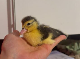 Muscovy ducklings