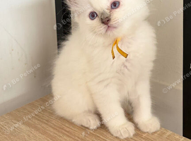 Ready now 2 beautiful  ragdoll kittens
