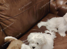 MALTESE PUPPY FOR REHOME