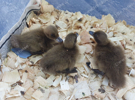 Khaki campbell ducklings