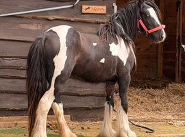 Rising 2yr old filly