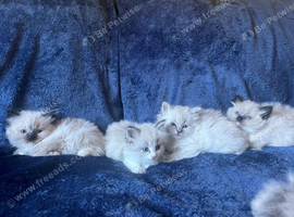 BEAUTIFUL RAGDOLL KITTENS