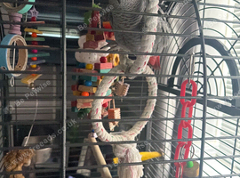 Female African grey Parrot