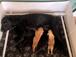 Labrador puppies for sale