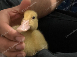 Pure Aylesbury Ducking. Only 1