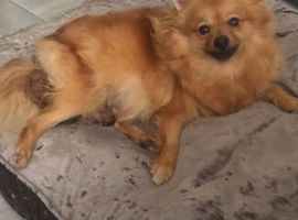 Female Pomerian For Sale