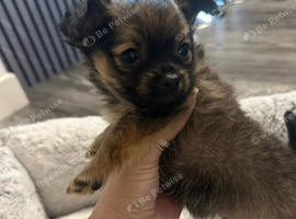 Beautiful chihuahua puppies for sale