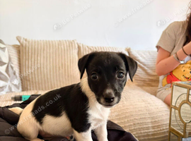 2 10 week old puppies for sale 1 girl and 1 boy