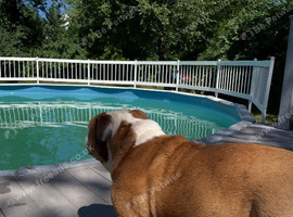 3 Years Old English Bulldog Male