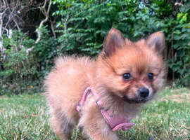 Beautiful Orange Pomeranian Female &ndash; Born 12th May 2026