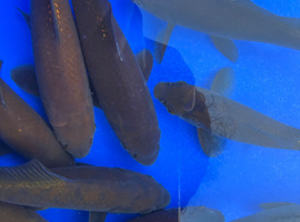 10 dark goldfish