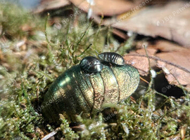 Emerald cockroach - Pseudoglomeris Magnifica