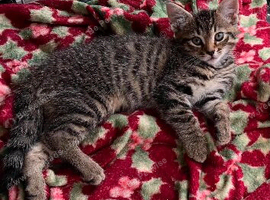 12 week old female tabby kitten