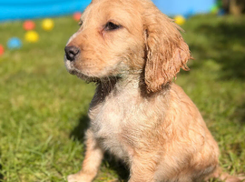 Gorgeous Cocker Spaniel puppy