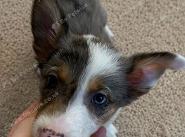 1 Merle male left!! REDUCED!!!!