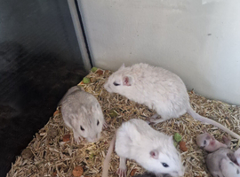 Baby gerbils