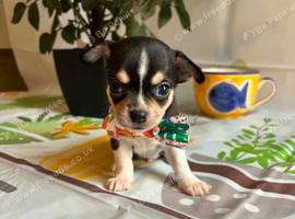 Chihuahua puppies