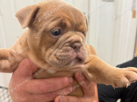 Old English bulldog x french bulldog
