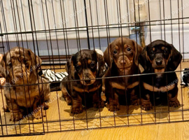 3 beautiful Mini Dachshunds.
