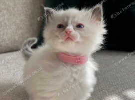 Gorgeous Ragdoll Babies!!