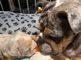 BEAUTIFUL ENGLISH BULLDOGS