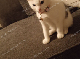 14 week old female kitten .