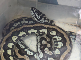 Female Jungle Carpet Python