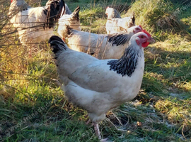 Pure Breed Chickens Brahma Sussex wyondotte ducklings and more