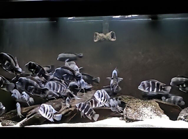 Frontosa Cichlids Tanganyika