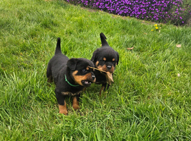 Pups