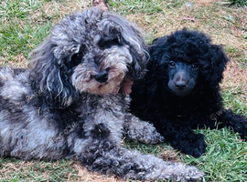 Toy poodle puppy available