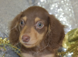 Long Coat Miniature Dachshund Puppies