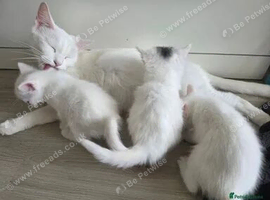 Adorable White Kittens