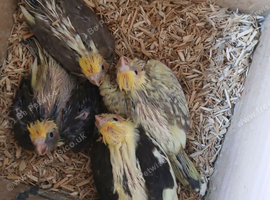 Baby Cockatiels almost ready to go