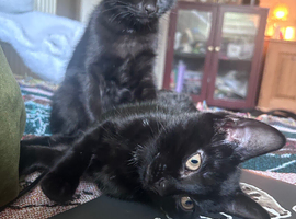 Cute black kittens